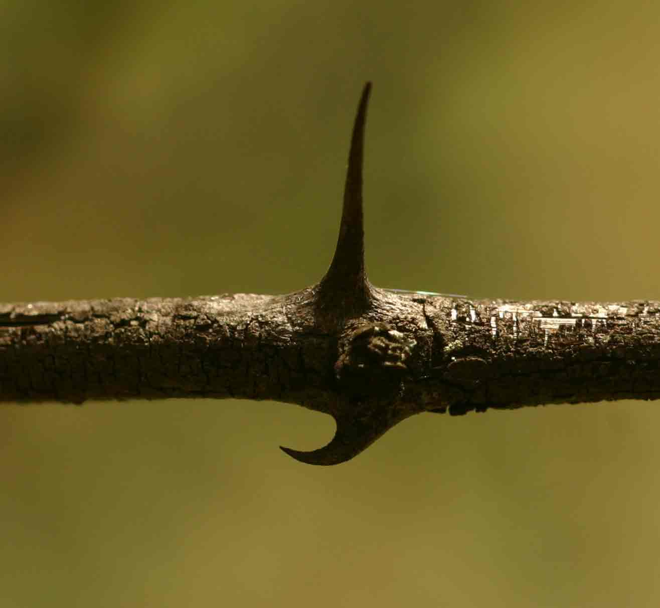 Ziziphus mucronata Ziziphus mucronata