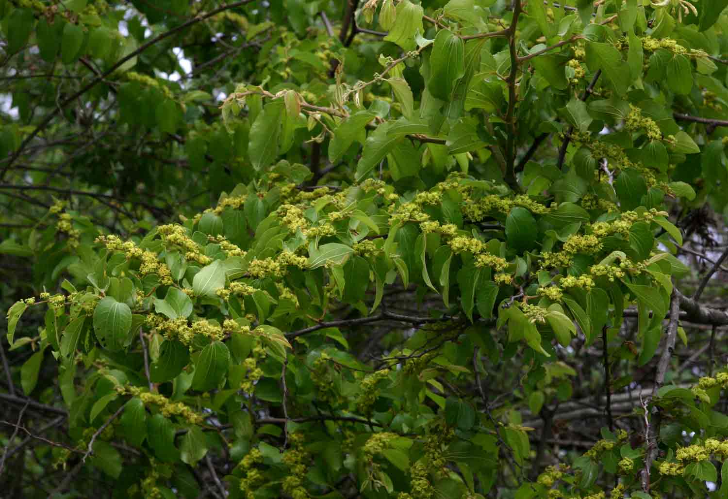 Ziziphus mucronata Ziziphus mucronata