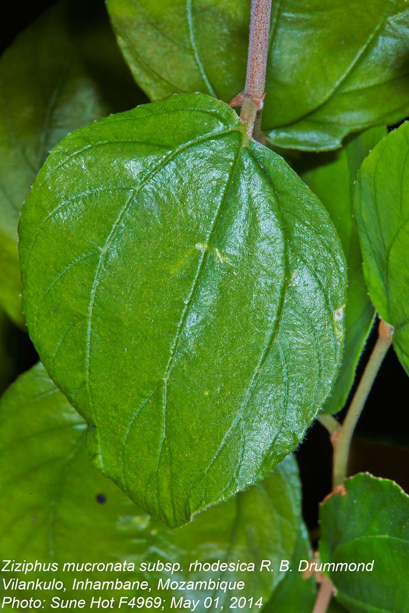 Ziziphus mucronata Ziziphus mucronata