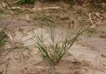 Eleusine indica