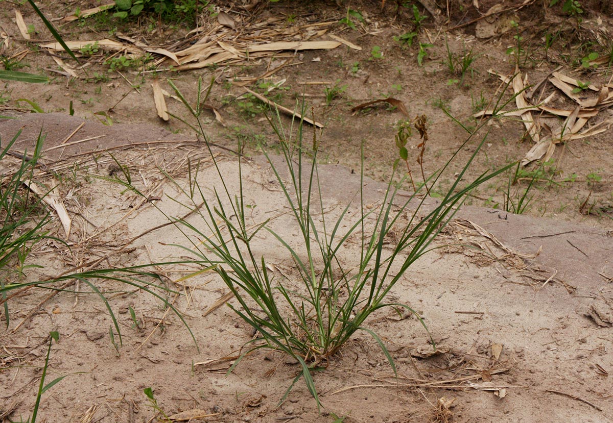 Eleusine indica Eleusine indica