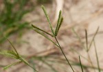 Eleusine indica