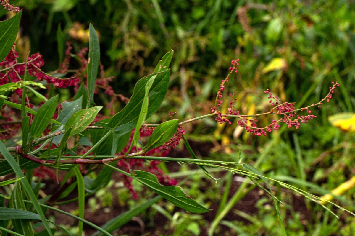 Rumex usambarensis Rumex usambarensis