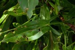 Rumex usambarensis