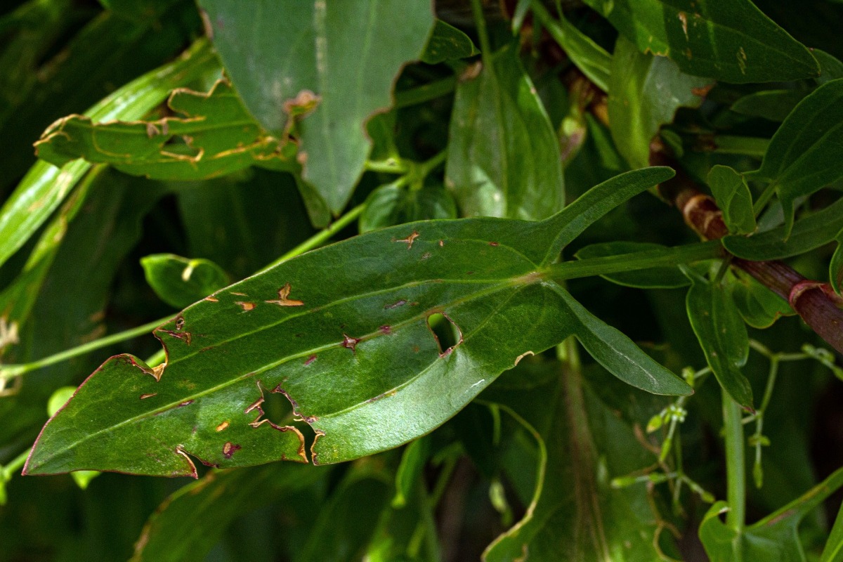 Rumex usambarensis