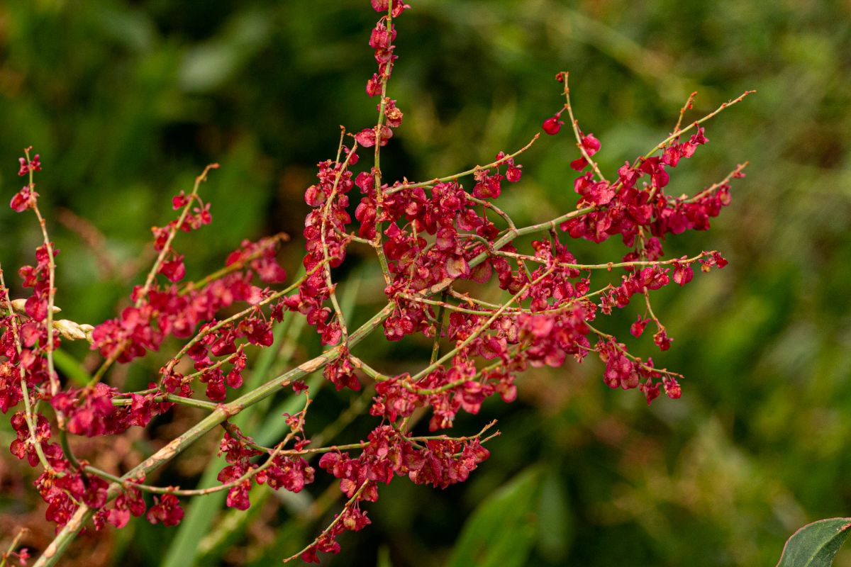 Rumex usambarensis Rumex usambarensis