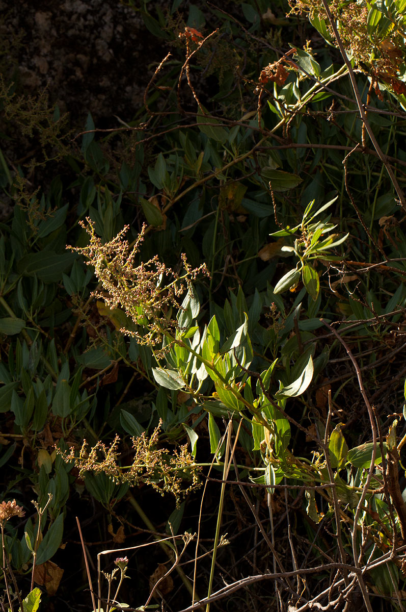 Rumex usambarensis Rumex usambarensis