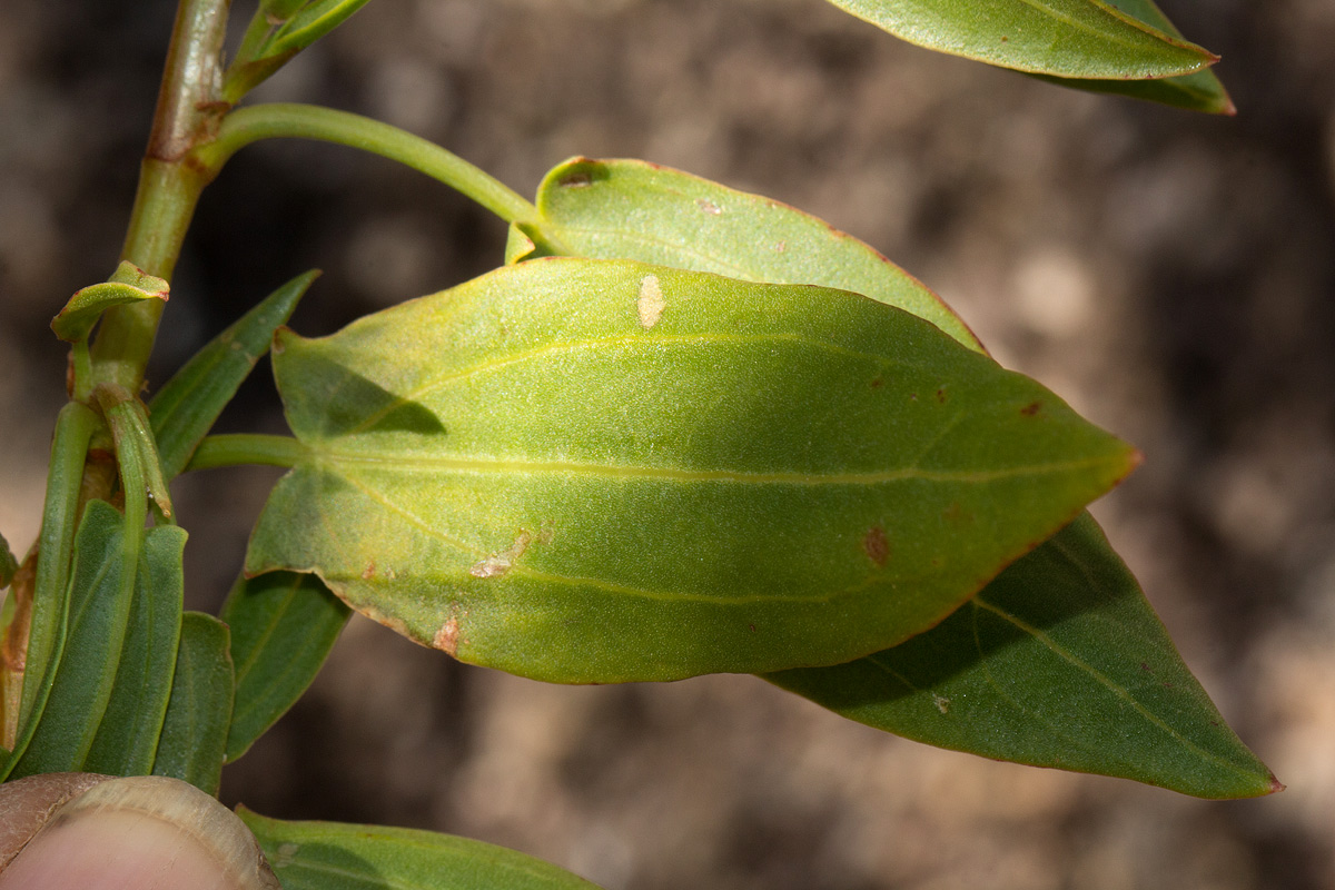 Rumex usambarensis Rumex usambarensis