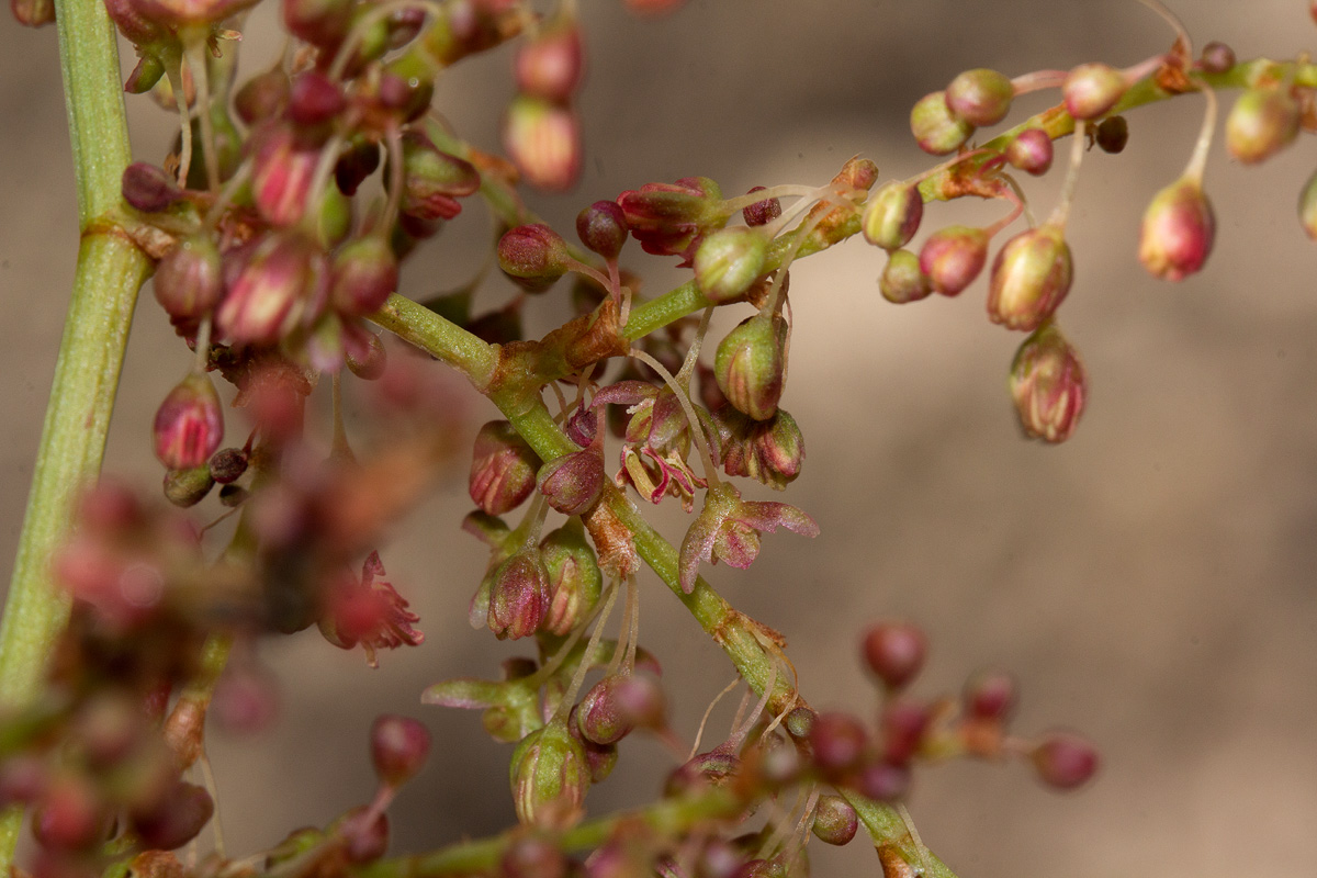 Rumex usambarensis Rumex usambarensis