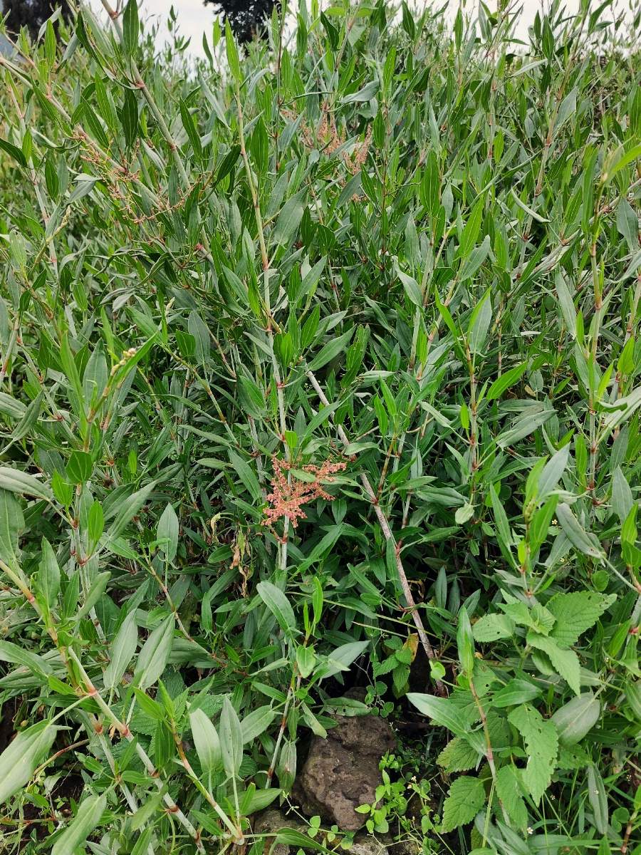 Rumex usambarensis Rumex usambarensis