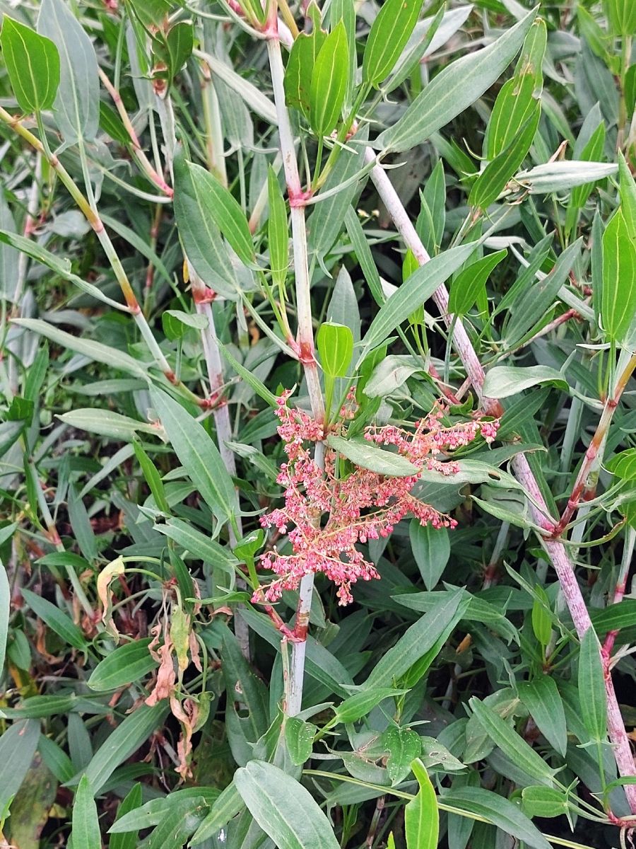 Rumex usambarensis Rumex usambarensis