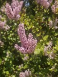 Portulacaria afra