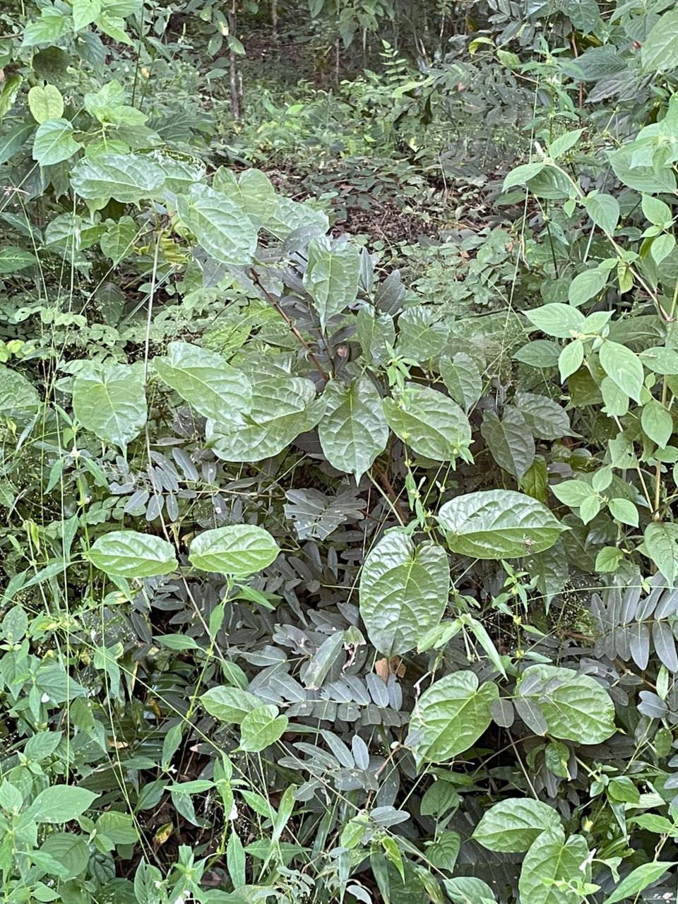 Vincetoxicum conspicuum Vincetoxicum conspicuum