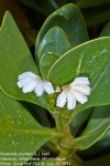 Scaevola plumieri