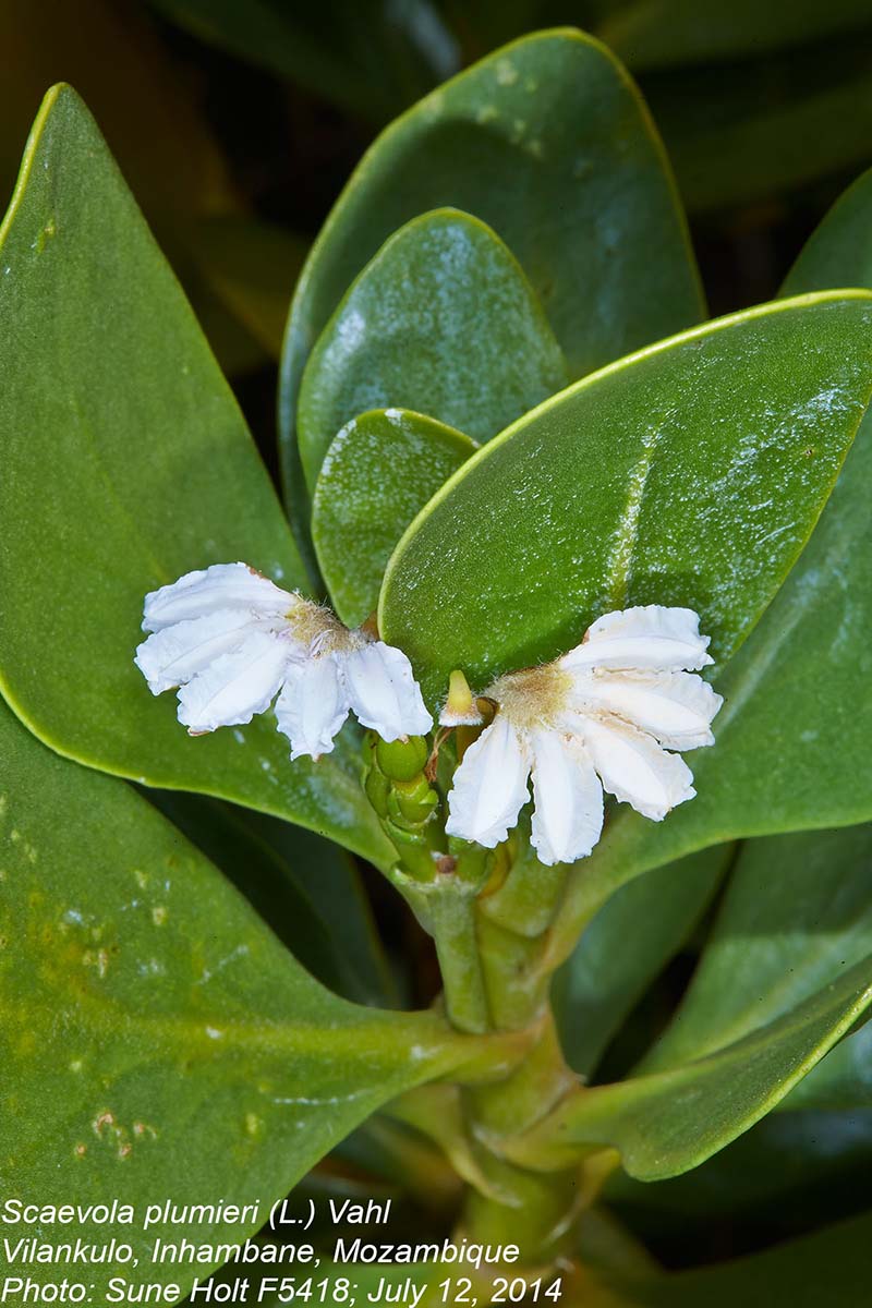 Scaevola plumieri Scaevola plumieri