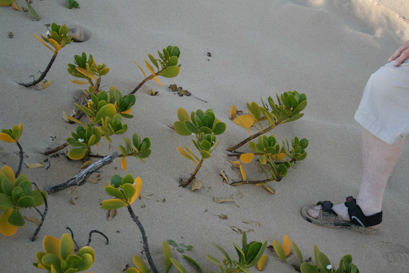 Scaevola plumieri Scaevola plumieri