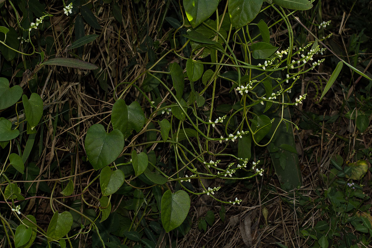 Basella alba