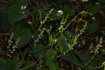 Basella alba