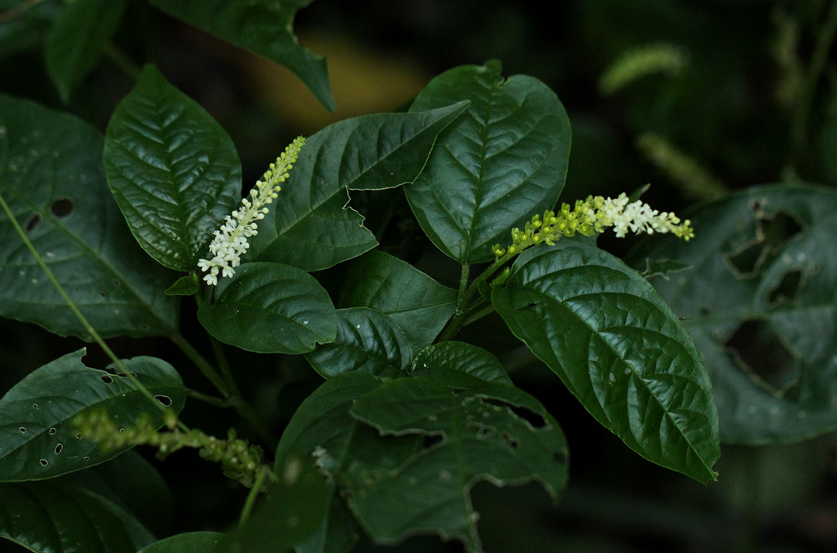Hilleria latifolia