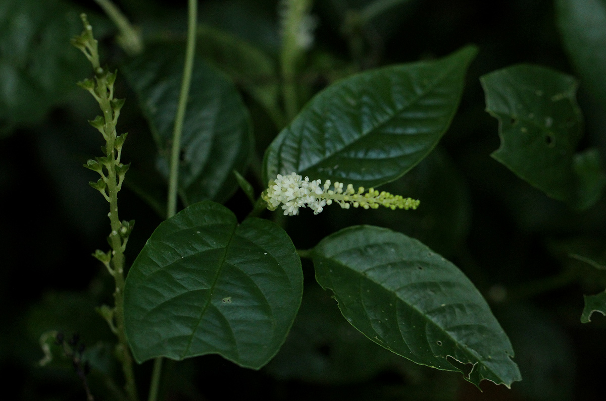 Hilleria latifolia Hilleria latifolia
