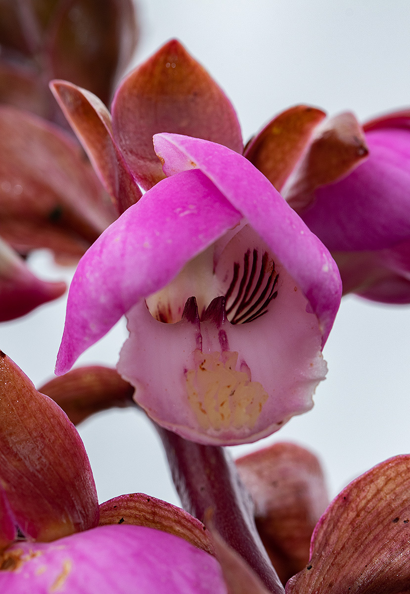 Eulophia latilabris