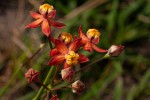 Stathmostelma pedunculatum