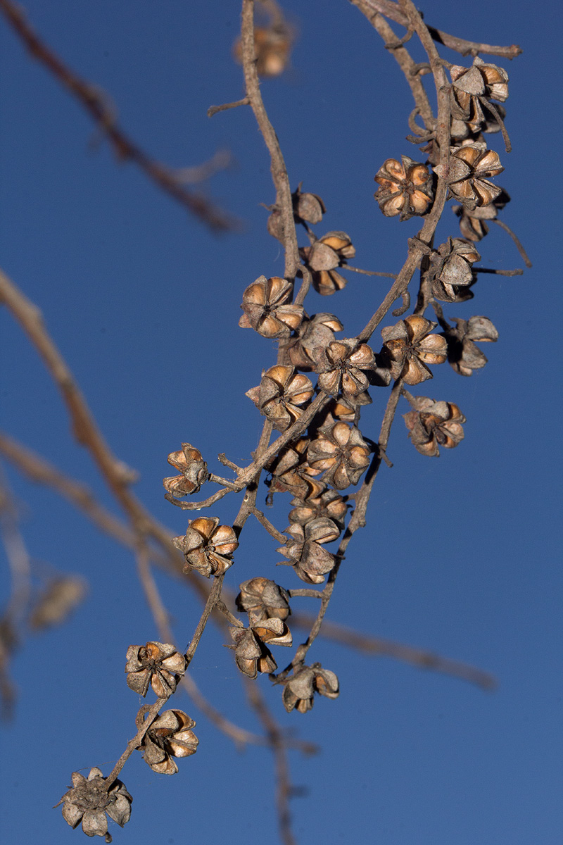 Agarista salicifolia Agarista salicifolia