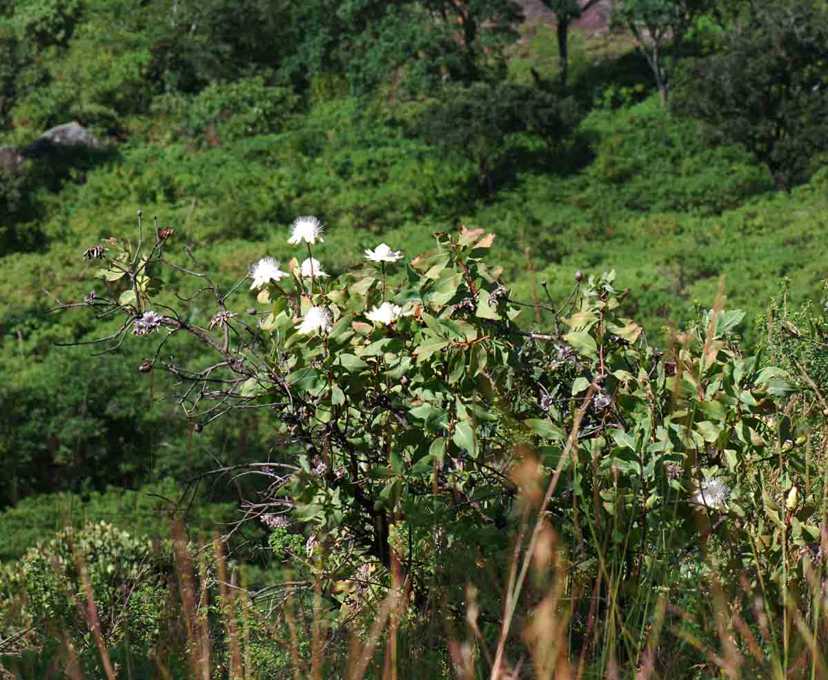 Protea madiensis subsp. madiensis