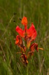 Disa erubescens subsp. carsonii