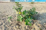 Calotropis gigantea