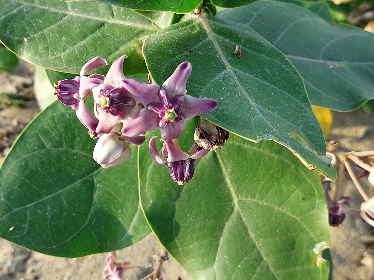 Calotropis gigantea Calotropis gigantea