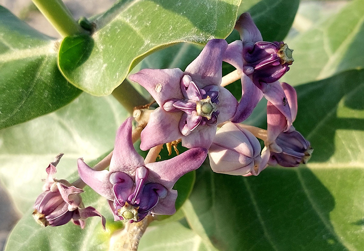 Calotropis gigantea Calotropis gigantea