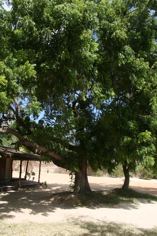 Azadirachta indica Azadirachta indica