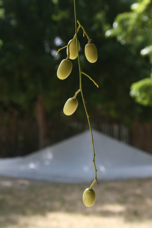 Azadirachta indica Azadirachta indica