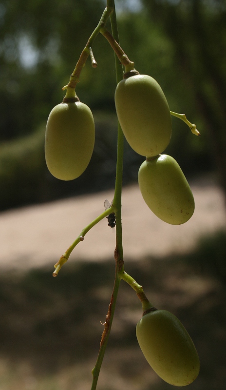 Azadirachta indica Azadirachta indica