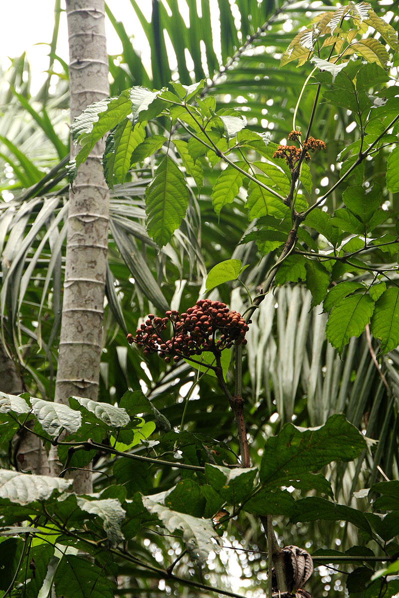 Leea guineensis Leea guineensis
