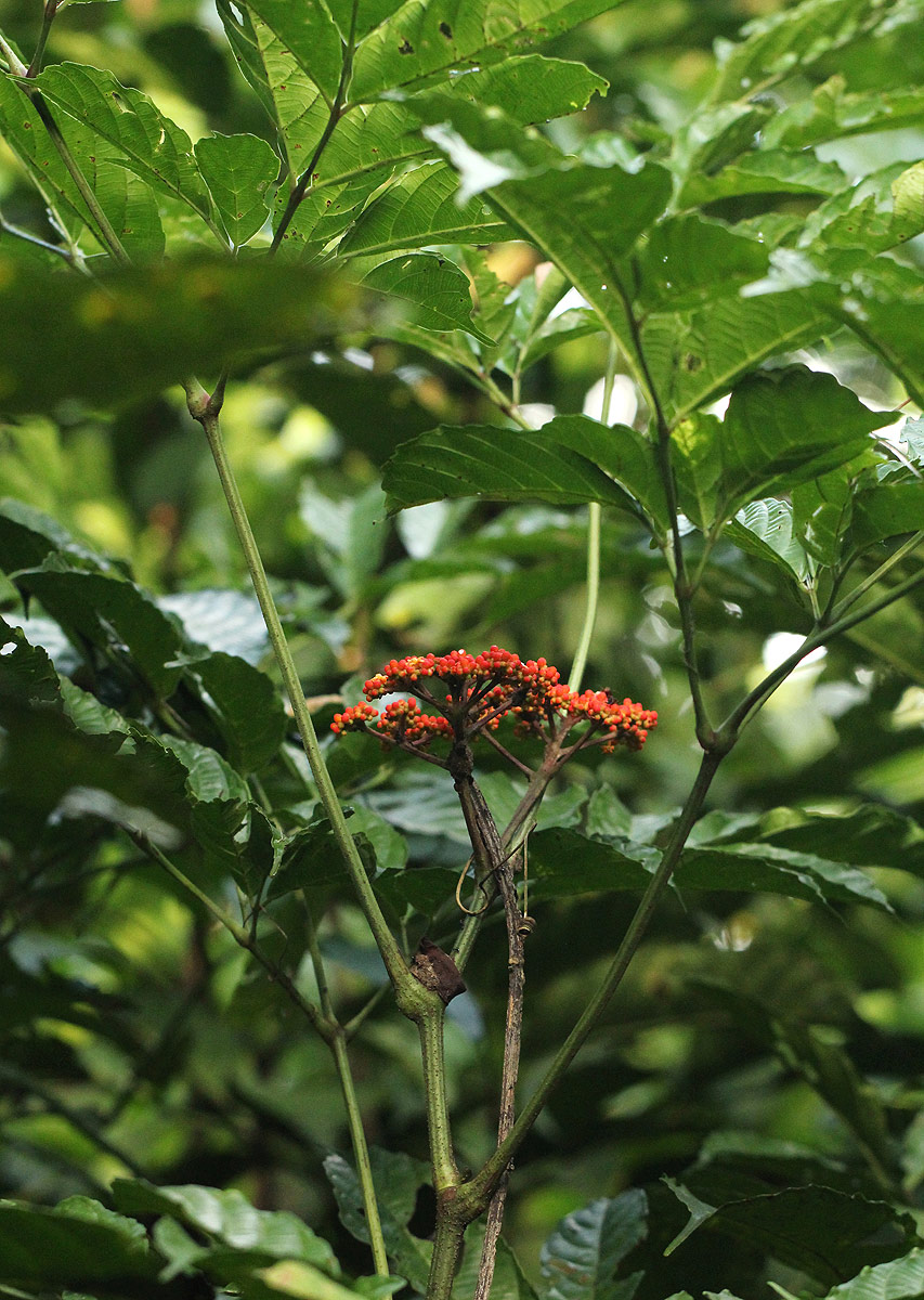 Leea guineensis Leea guineensis