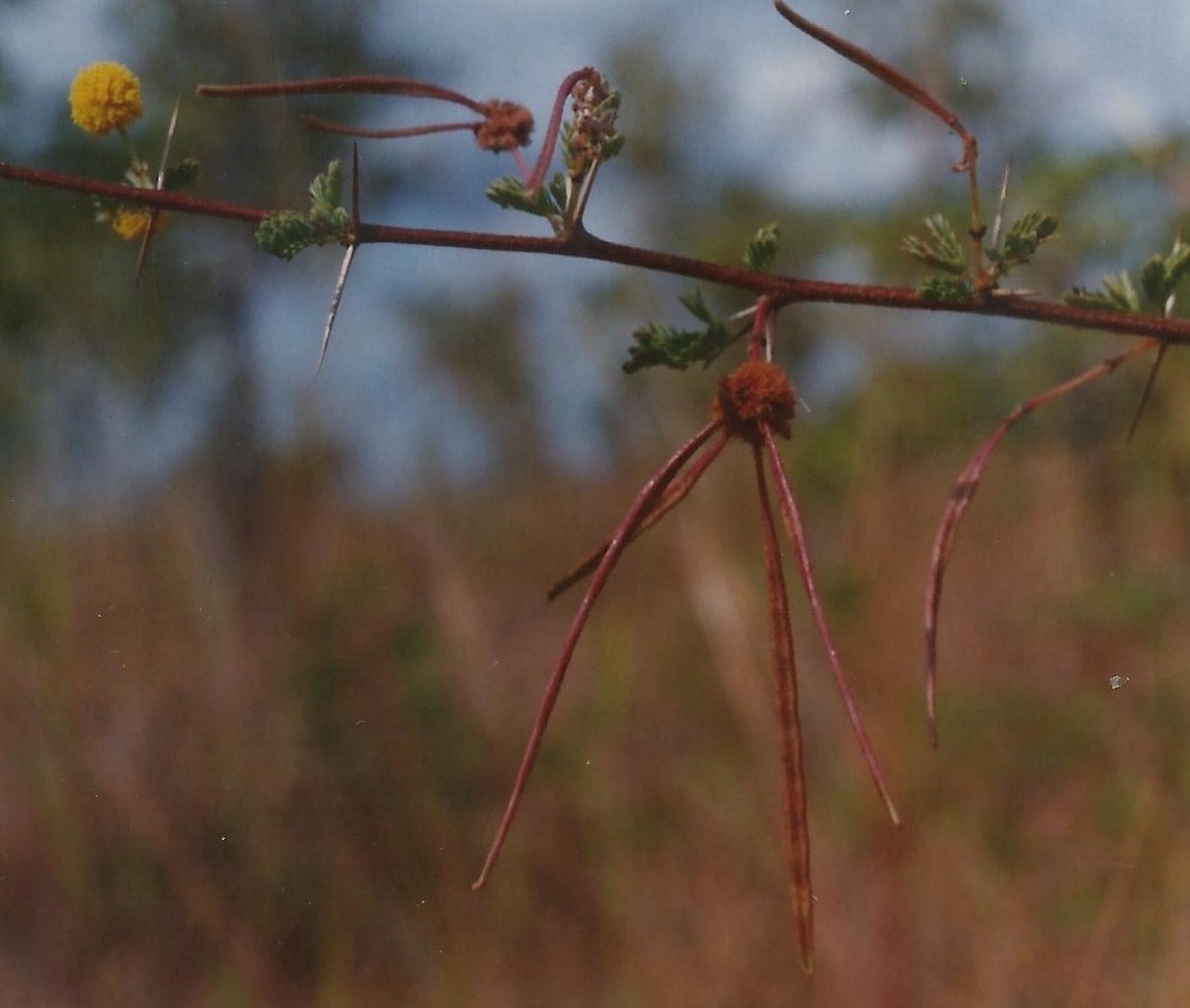 Acacia hockii