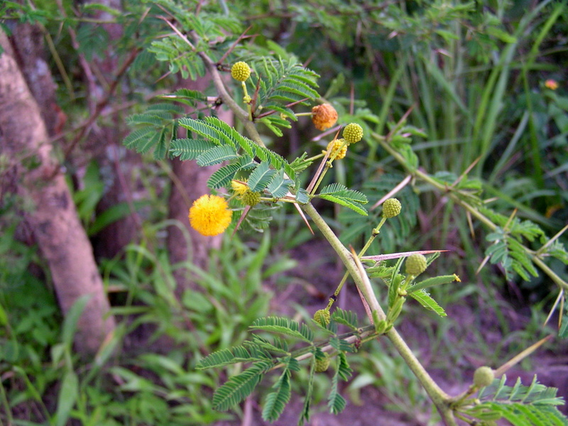 Acacia hockii Acacia hockii