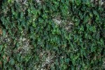 Didymoglossum erosum