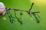 Didymoglossum erosum