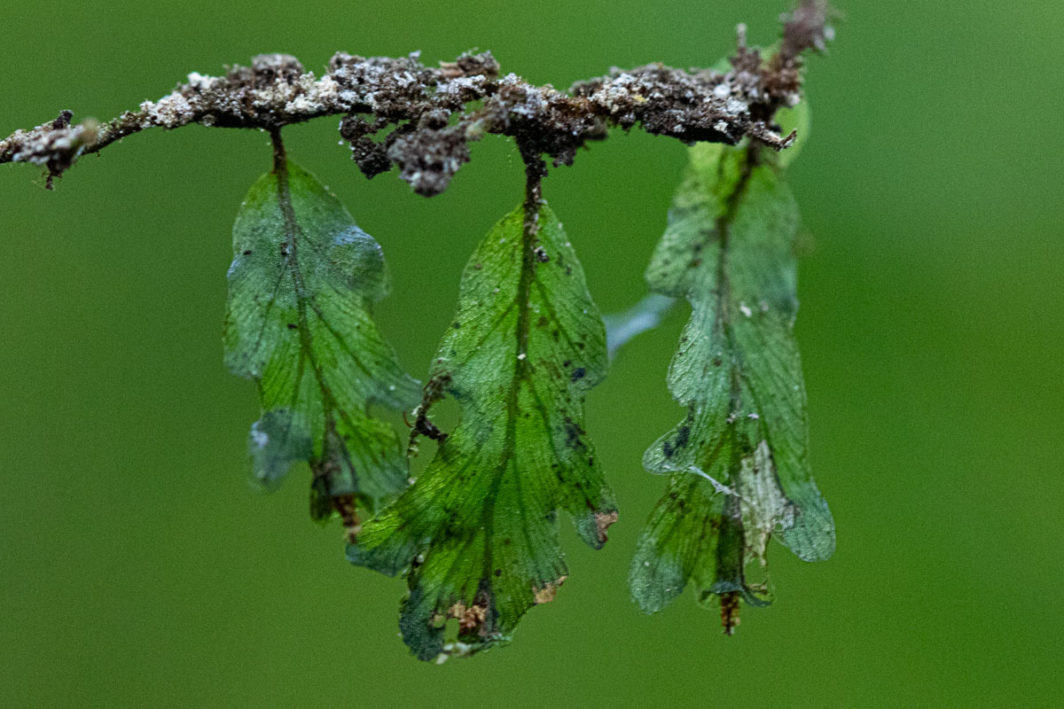 Didymoglossum erosum