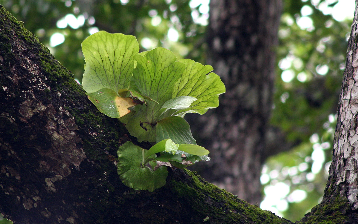 Platycerium elephantotis