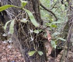 Aerangis brachycarpa