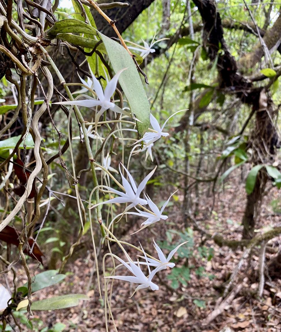 Aerangis brachycarpa