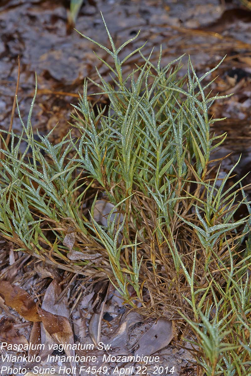 Paspalum vaginatum