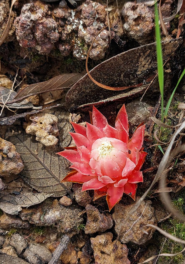 Thonningia sanguinea