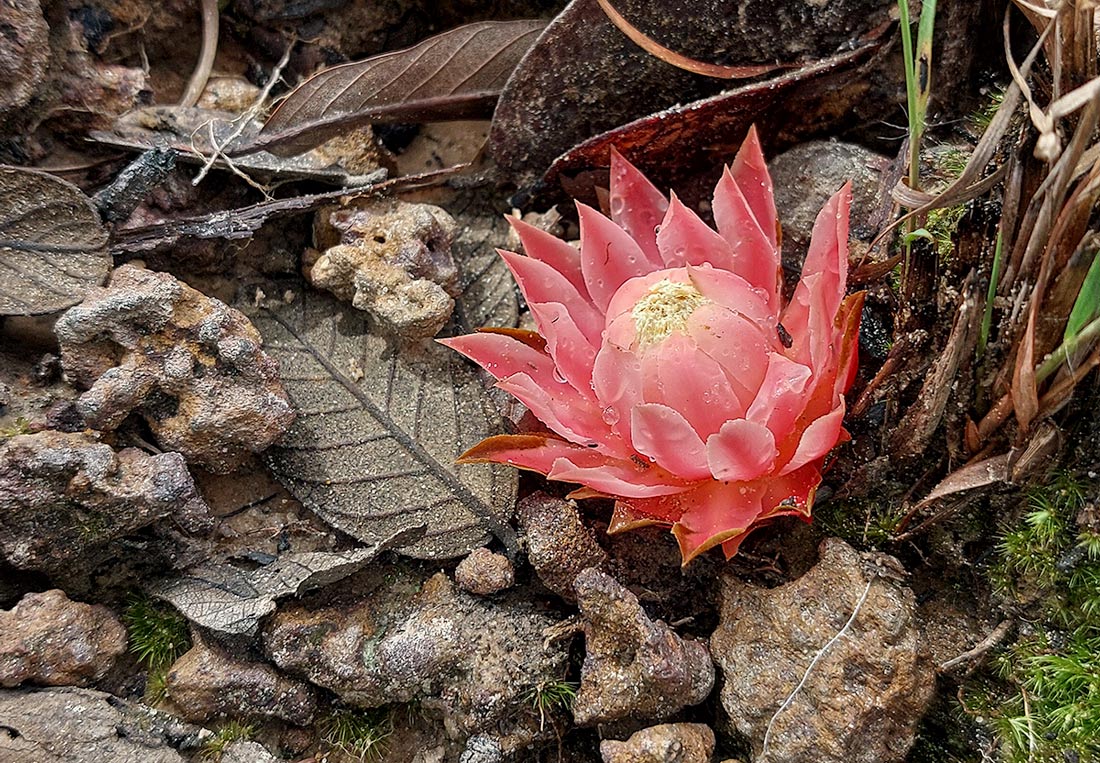 Thonningia sanguinea