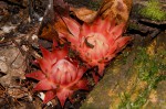 Thonningia sanguinea