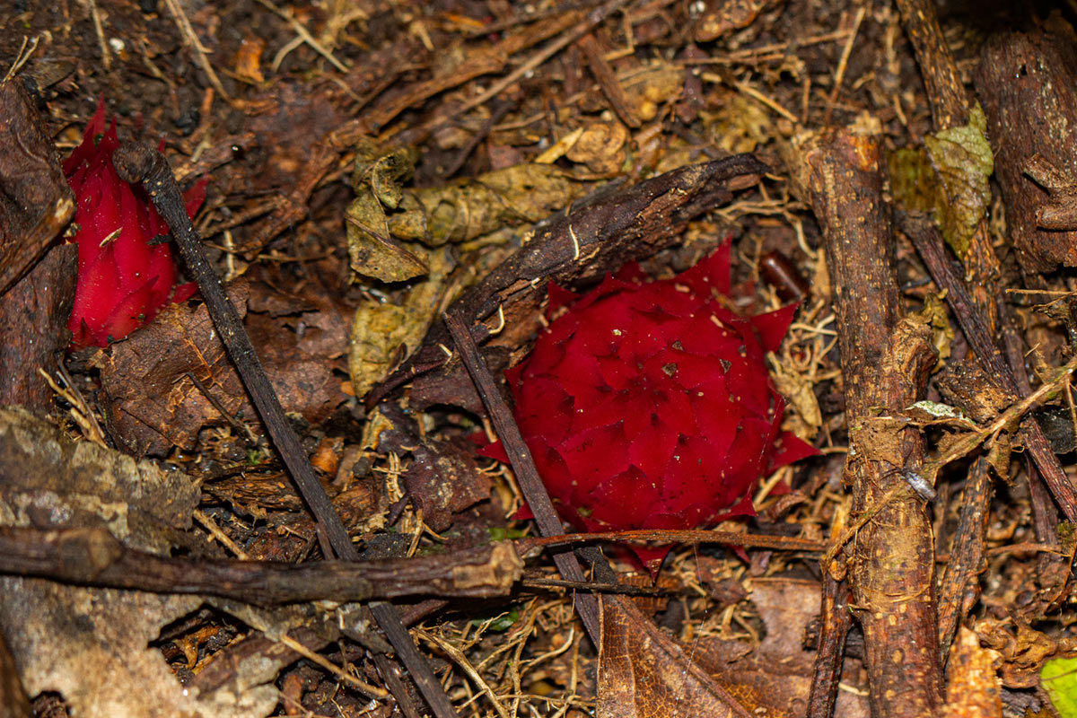 Thonningia sanguinea Thonningia sanguinea